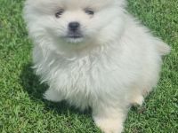 Pomeranian, Zwergspitz, Spitz