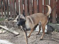 Malinois-Mix Emmy sucht ein sportliches Zuhause!