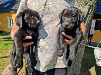 Labrador Retriever Welpen