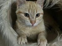 Leo sucht ein liebevolles Zuhause