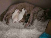 BKH Kätzchen suchen ab Ende Juni neue Zuhause