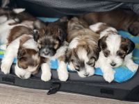 Havaneser Welpen mit Ahnentafel aus liebevoller Familienauszucht