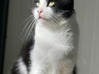 Conny, FIV positiv