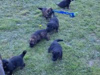 Deutsche schäferhundwelpen