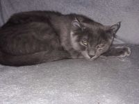 American Curl Kitten ,in der Farbe blue