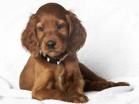 Irish red Setter