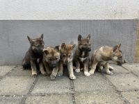 Tschechoslowakischer Wolfhund & Sibirischer Husky Welpen mix