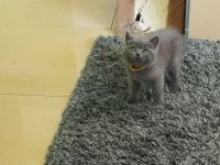 3 süße BKH Kitten suchen ein zu Hause