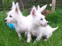 Reinrassige Westie Welpen- West Highland White Terrier Welpen
