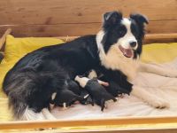 Border Collie Welpen mit VDH Ahnentafeln