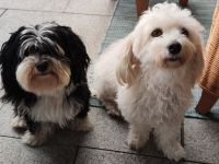 Süße Havaneser Babys