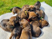 BGS Wurf: 9 Welpen Bayerischer Gebirgsschweißhund