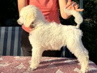 Großpudel (weiß) Mädchen