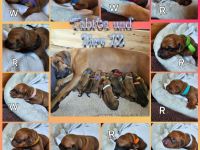 Rhodesian Ridgeback Welpen