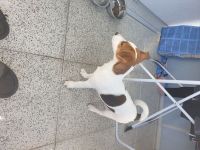 Jack Russel Terrier Welpe ( 4 Monate ) Tyson
