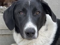 Adella, geb. ca. 01/2023, lebt in GRIECHENLAND, im städt. Tierheim Serres