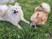 Pomeranian Pomerian Zwergspitz Bruder und Schwester Welpen suchen ein liebervolles Zuhause.