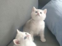 Reinrassige BKH Kitten