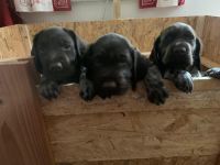 Deutsch-Drahthaar-Welpen