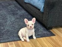 Süße französische Bulldogge