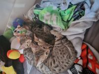 Bengal Katzen MIX. 20.02.24 Geboren