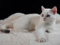 BKH Kitten - blue golden shell Point mit Stammbaum abgabebereit