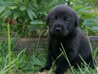Reinrassige Labrador Welpen