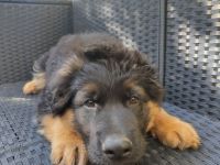 Schäferhunde LSTH vom Bubenheimer Berg