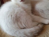 BKH Kitten 12 Wochen, seal silver Point mit blaue Augen