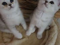 BKH Kitten, reinrassige mit blauen Augen