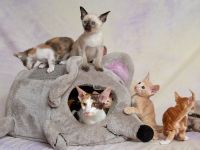 Traditionelle Orientalen und Siamesen / Thaikatzen Kitten