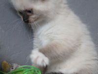 Kitten, Ragdollkitten, Reinrassige Ragdollkitten, Katzen Babys,Kätzchen