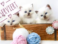 Noch ein süßes Heilige Birma Kitten abzugeben (reinrassig)