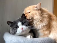 2 liebe Katzen suchen 5* Zuhause