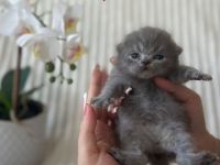 Reinrassige Britisch Kurzhaar Kätzchen in Lilac & Blue