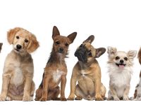 Familienmitglied gesucht