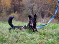 Kleiner Schäferhund-Mix Wayra sucht sein Zuhause!