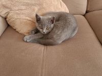 BKH Weibchen in liebevolle Hände zu überleben