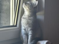 Unser BKH-EKH Junge sucht AB SOFORT sein Zuhause