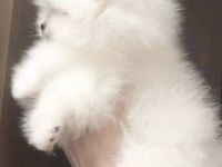 Exclusive Zwergspitz Weibchen+Rüde /Reinrassig /Starblutlinien international