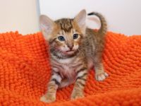 Exklusive Toyger Kätzchen Kitten abzugeben mit Stammbaum vom Züchter