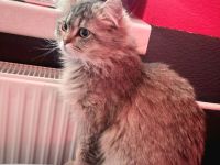 Britische Langhaar Katze