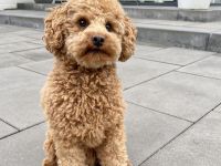 Deckrüde Toypudel fawn