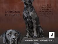 Reinrassiger Labrador Deckrüde mit Ahnentafel Arbeitslinie