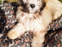 Doodle, Bordoodle Welpen, wunderschöne Welpen, nicht haarend! Allergiker geeignet! Wunderschön!