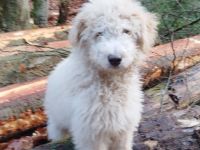 Doodle, Bordoodle Welpen,  wunderschöne Welpen, nicht haarend! Allergiker geeignet! Wunderschön!