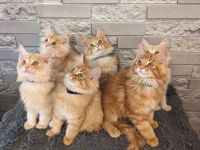 Reinrassige Maine Coon Kitten geimpft