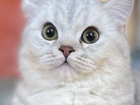 BKH / SRS straights.,   chocolate Silver shaded