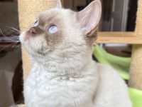 SRS cinnamon Silver tabby point