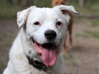 Eddy, Labrador-Dalmatiner-Mix, geb. 2018, su. hundeerfahrene, Menschen, gern als Zweithund